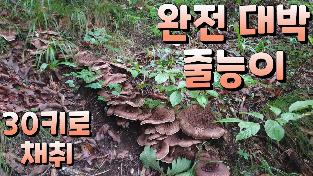 완전 대박 첫 능이 줄능이 30키로 채취 능이버섯
