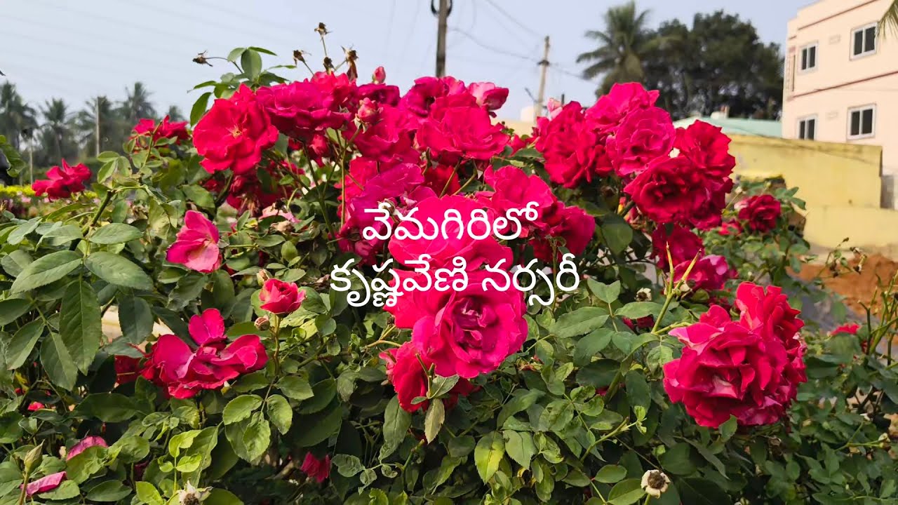 వేమగిరి లో కృష్ణవేణి నర్సరీ
