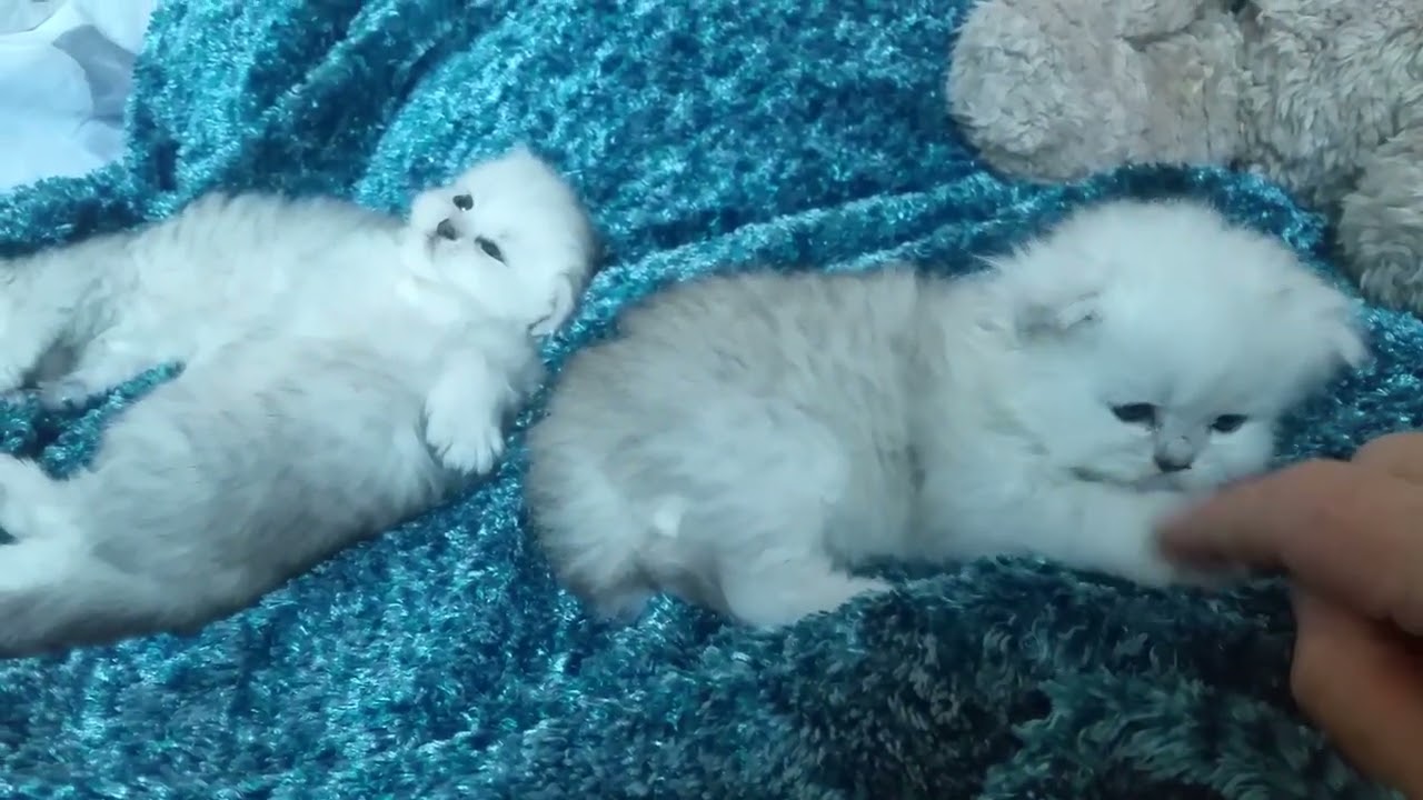 Chatons  persans chinchilla silver-shaded