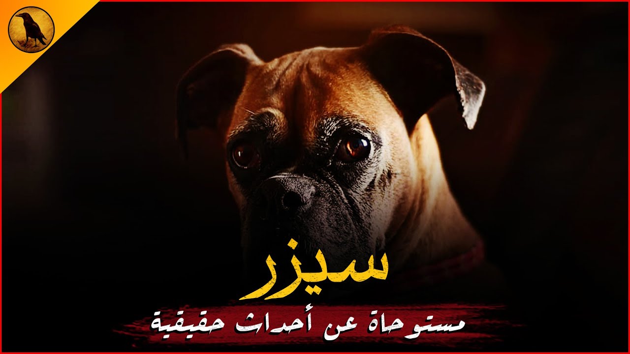 مستوحاة عن أحداث حقيقية لشاب مصري مشهور بالسوشيال ميديا يكتشف فجأة أن كلبه أصبح عدواني والسبب غريب !