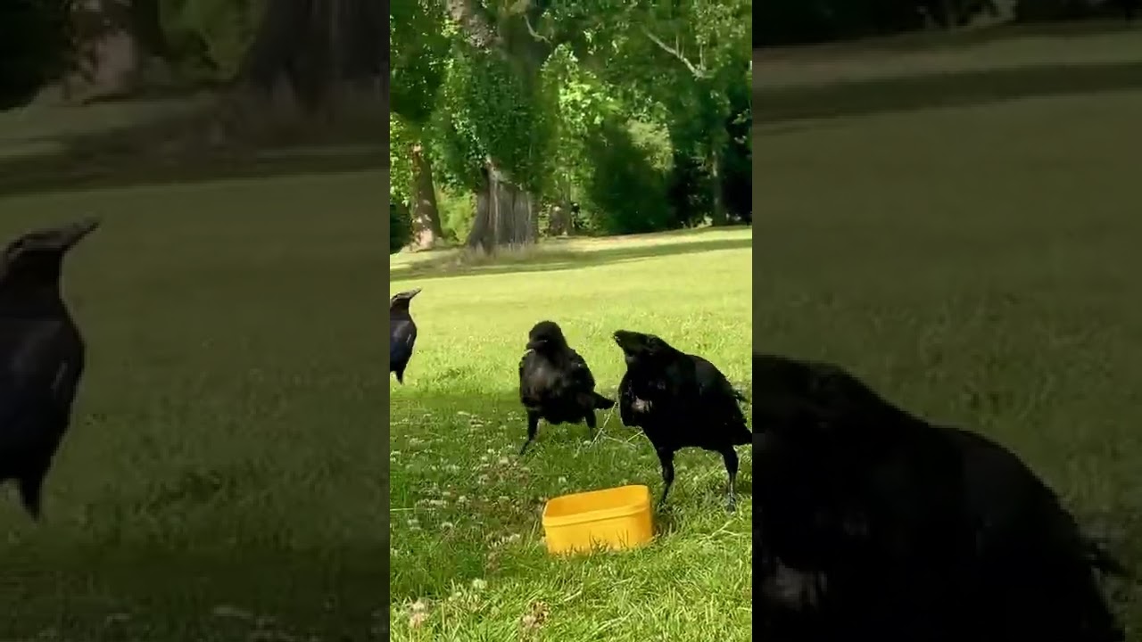 Baby crow‘s 1st introduction to bowl of water 2022