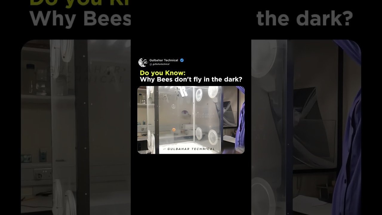 Why Bees Stop Flying at Night | The Truth About Bees in the Dark 🐝🌑