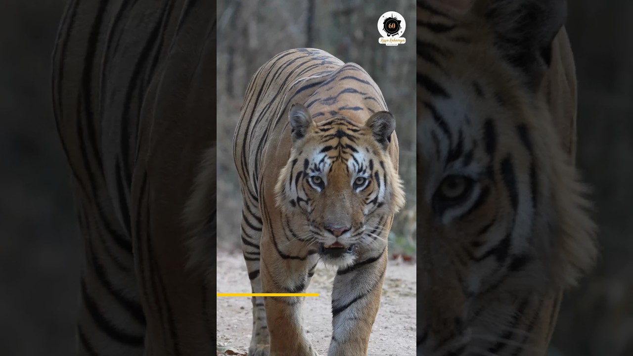 Ek Sath 3 Tigers 😳😳| Pench Tiger Reserve Forest| Tiger Sighting