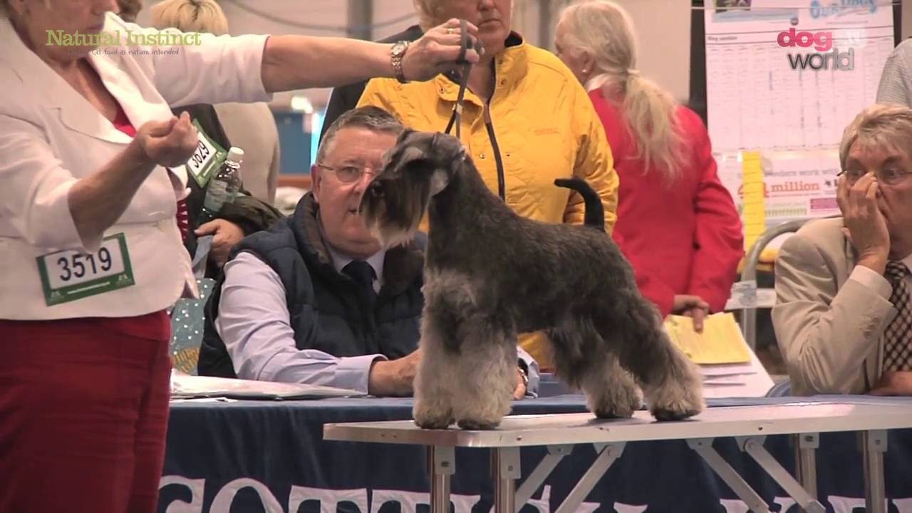 Scottish Kennel Club 2016 - Utility group FULL