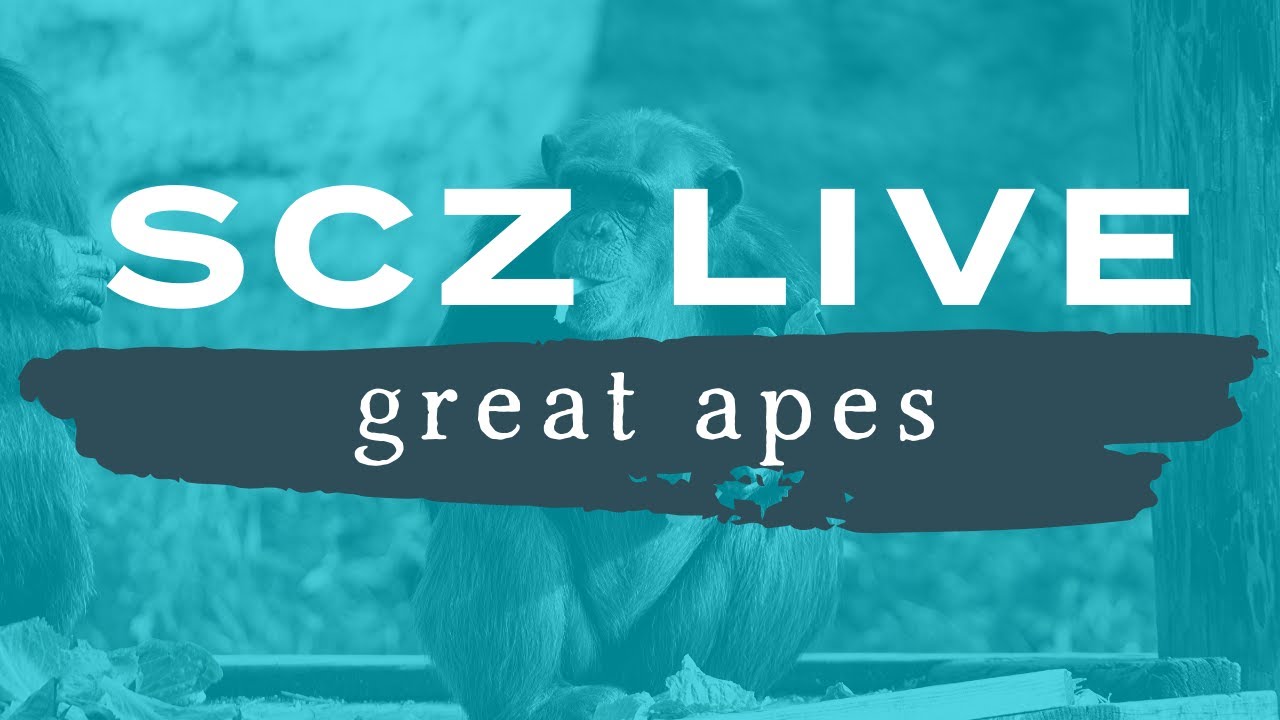 SCZ LIVE | Orangutans and Chimpanzees