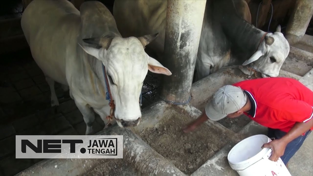 Ini lhoo, Sapi Kurban Presiden Joko Widodo Di Solo - NET JATENG