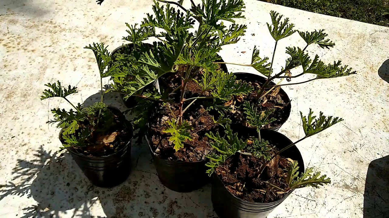 ¿La Citronela CRECERÁ RÁPIDO con Este Método de Cultivo?