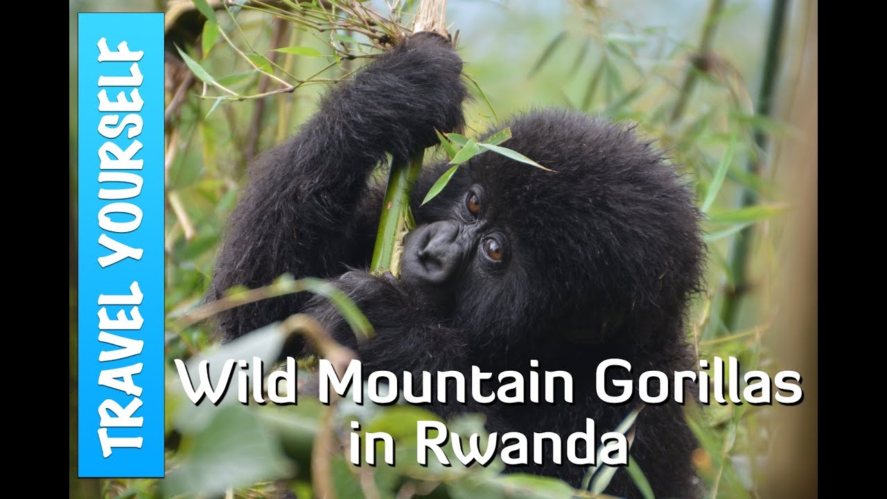 Trekking with Wild Mountain Gorillas in Rwanda