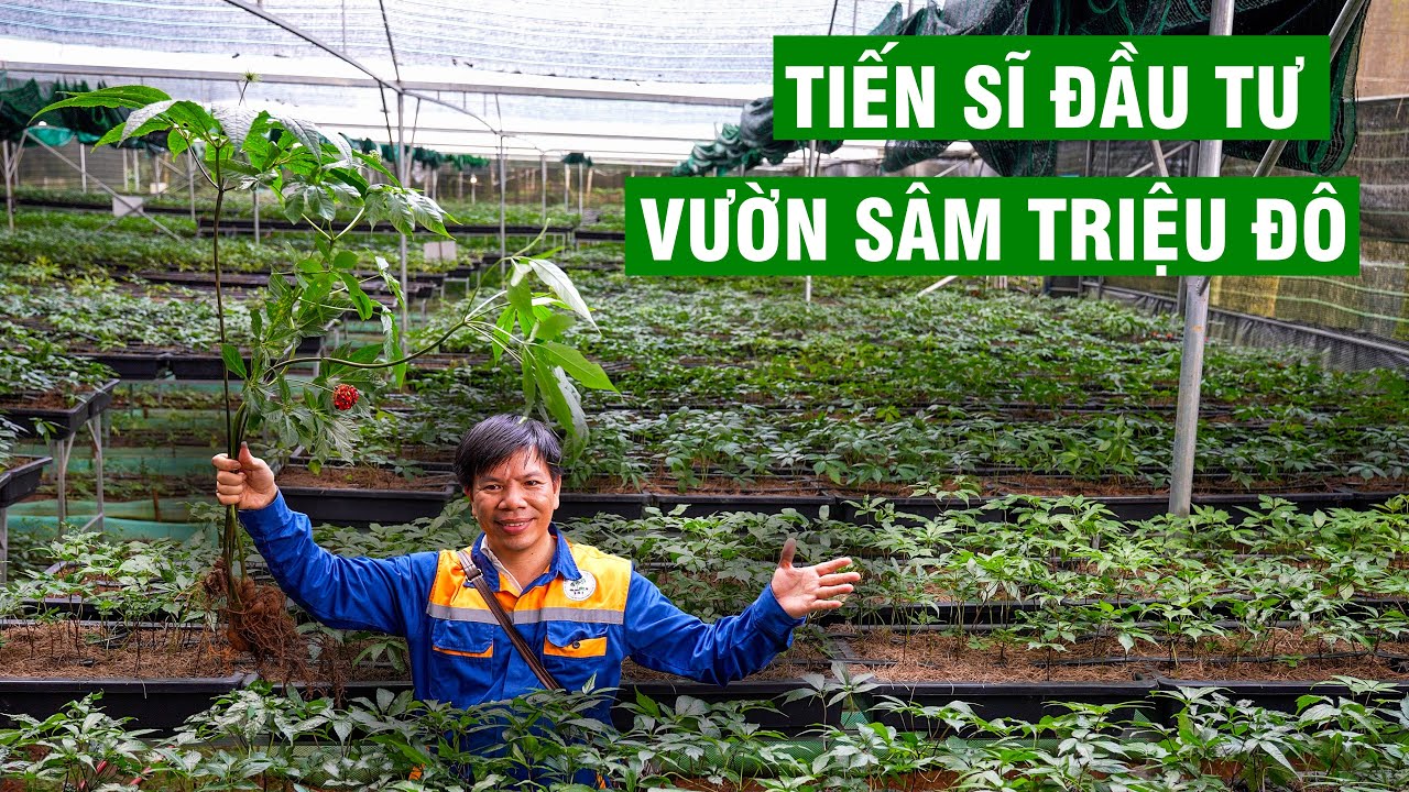 Đầu Tư H&agrave;ng Triệu Đ&ocirc; Tiến Sỹ Bỏ Phố L&ecirc;n Rừng Trồng S&acirc;m | Người Đặc Biệt