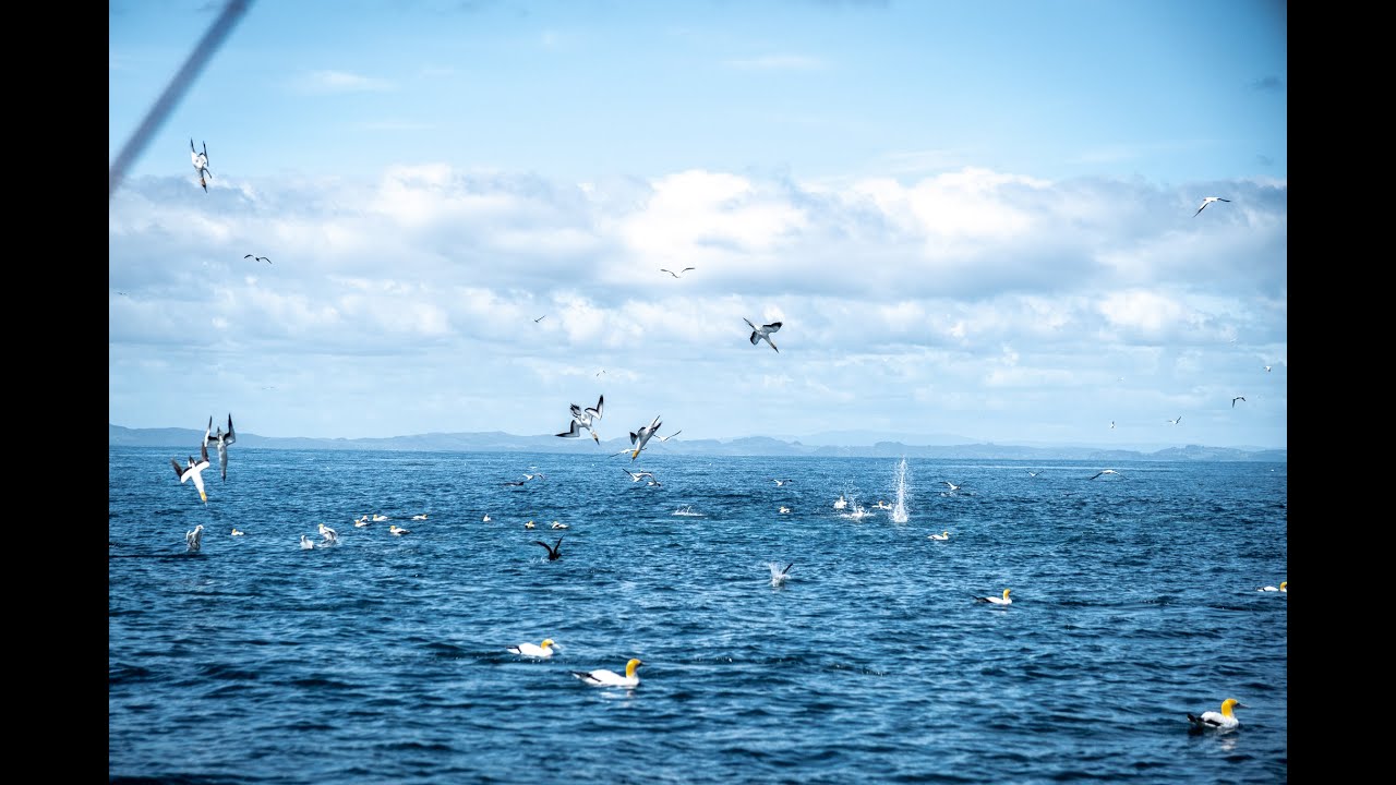 New Zealand work up fishing