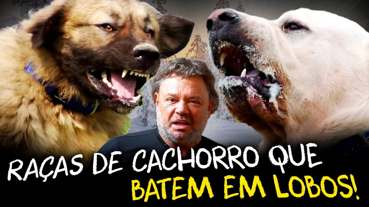 OS CINCO GUARDIÕES LENDÁRIOS: CÃES QUE ENFRENTAM LOBOS!