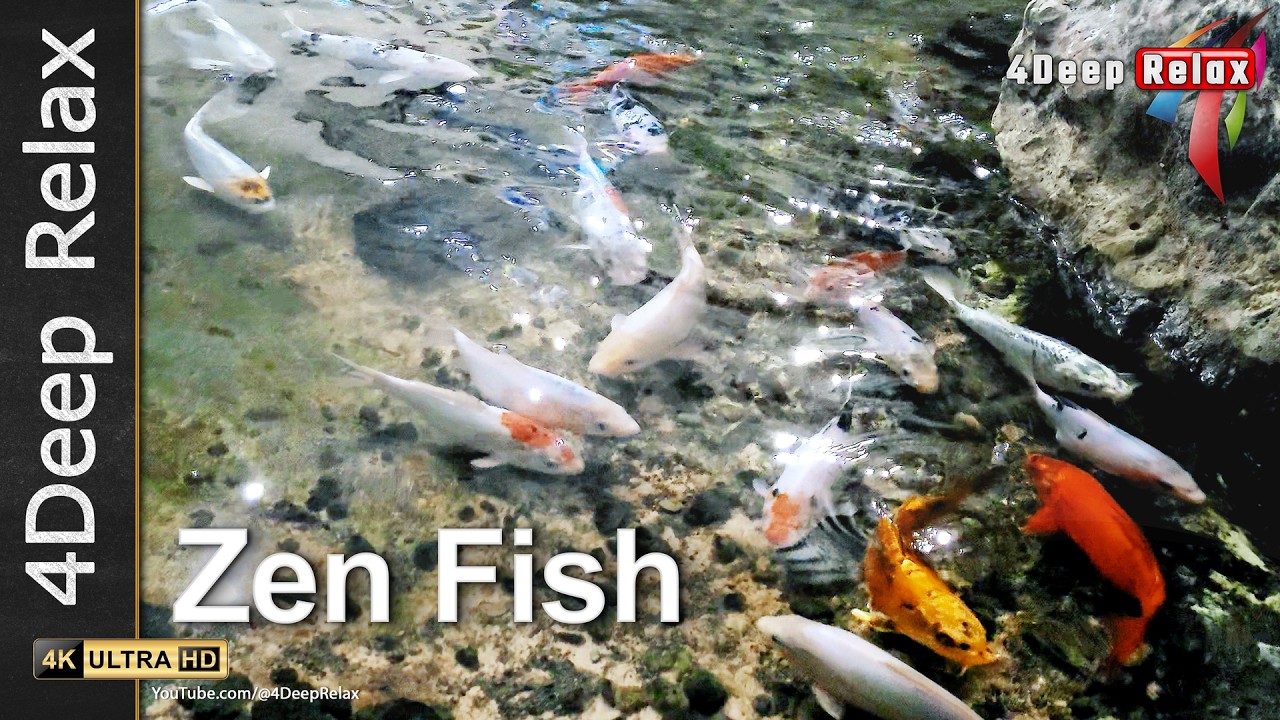 Zen Fish | Deep Relaxation, Calm Water Meditation & Peaceful Music!