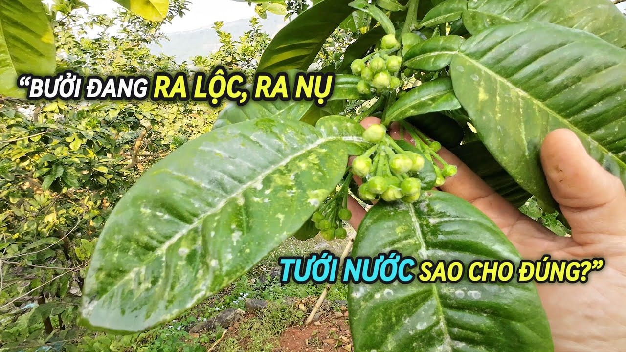 Kỹ thuật tưới nước cho bưởi khi ra lộc & nụ hoa – tăng tỉ lệ đậu quả