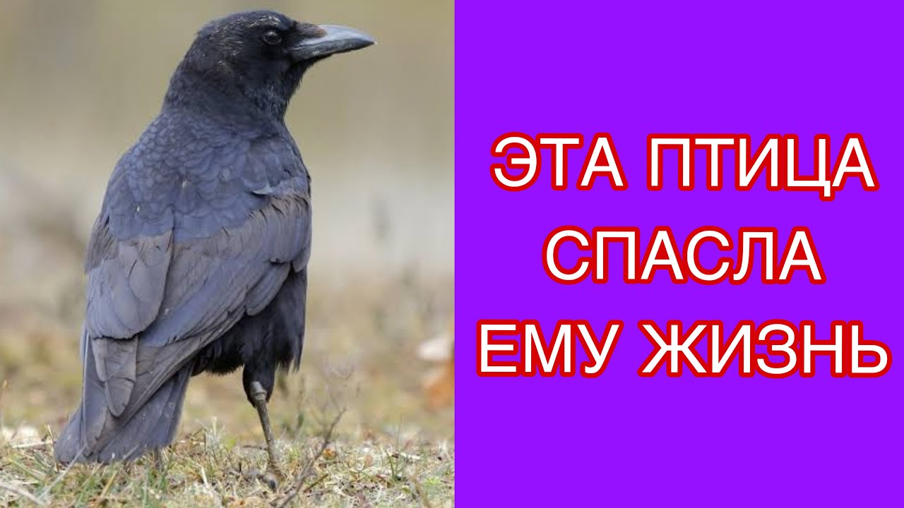 Эта птица спасла ему жизнь — и вернулась спустя годы/ Удивительные истории 2026 HD