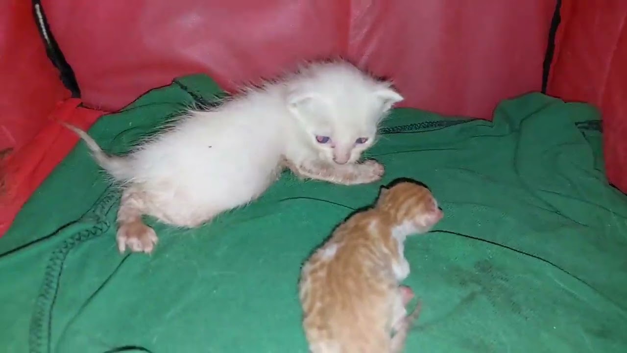 Heart-Melting Moment: Two Mother Cats Nursing All Kittens as One Family