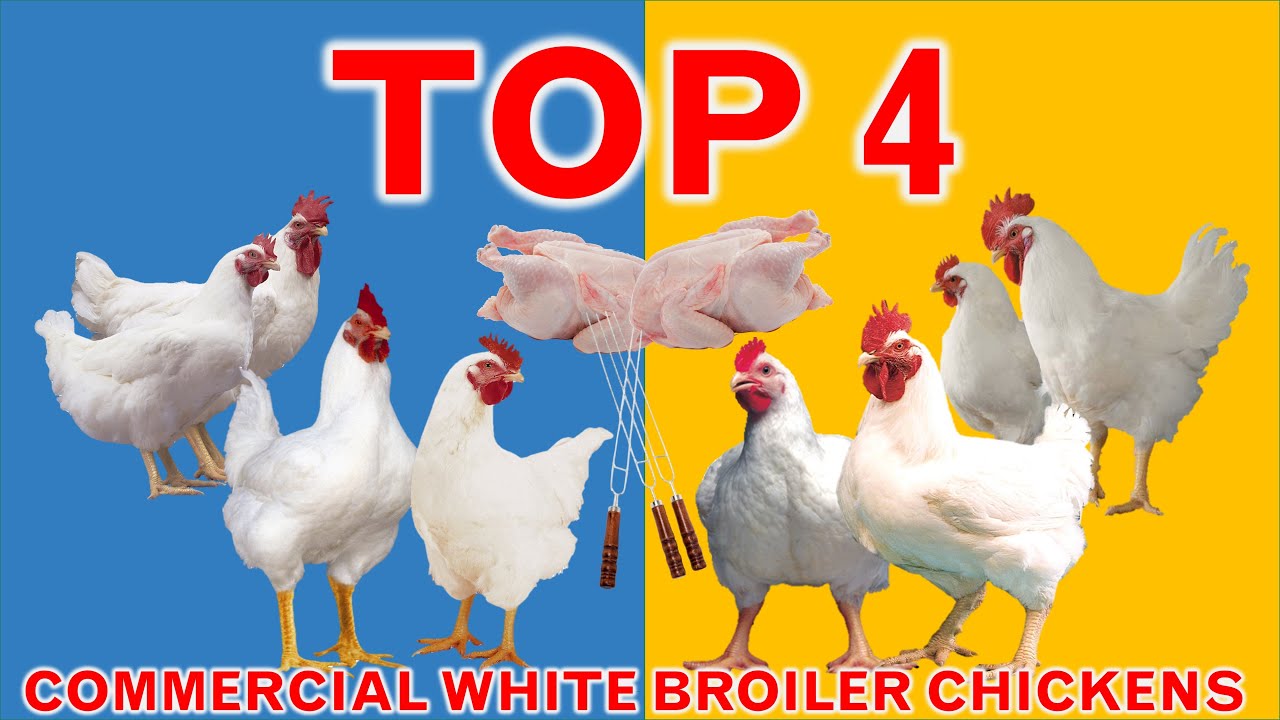 Top 4 Commercial Broiler Chicken Strains | 45 Days | Broiler Strains