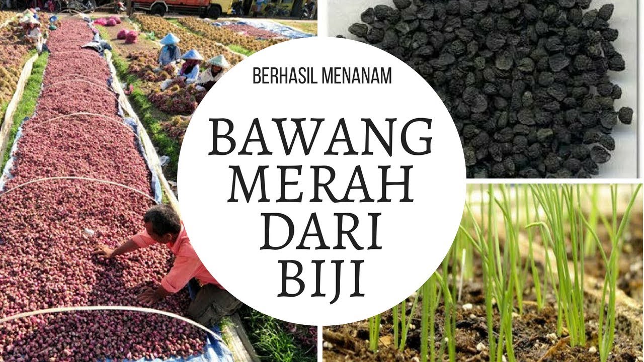 menanam Bawang Merah Lokananta dari Biji | Sigi, Palu

#TSS #Lokananta #Sanren #Bawangmerahdaribiji