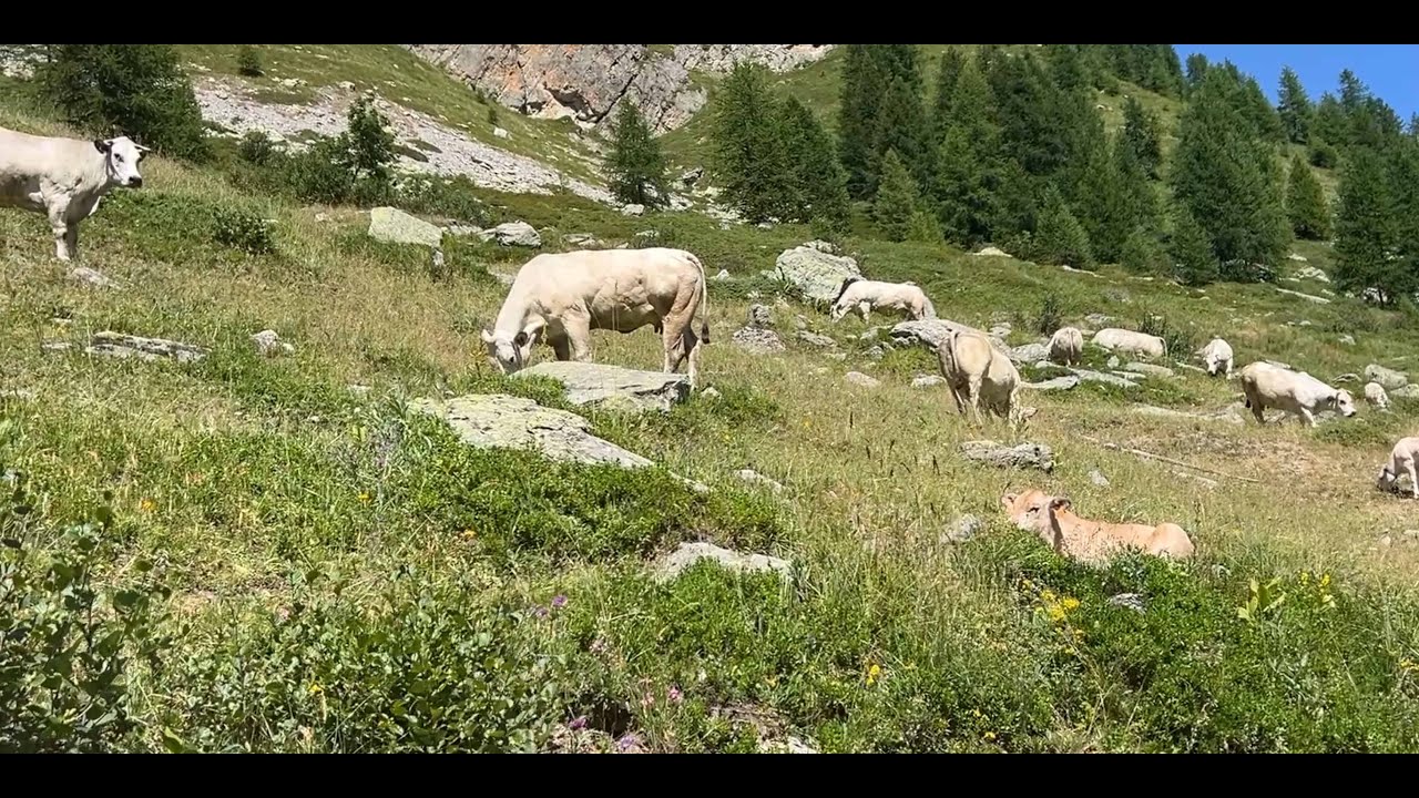 Alpeggio in Valle Maira