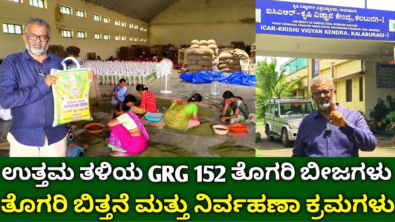 ಉತ್ತಮ ತಳಿಯ GRG 152 ತೊಗರಿ ಬೀಜಗಳು | GRG 152 Redgram Seeds |  Discover Togari KRUSHI Secrets in Kannada