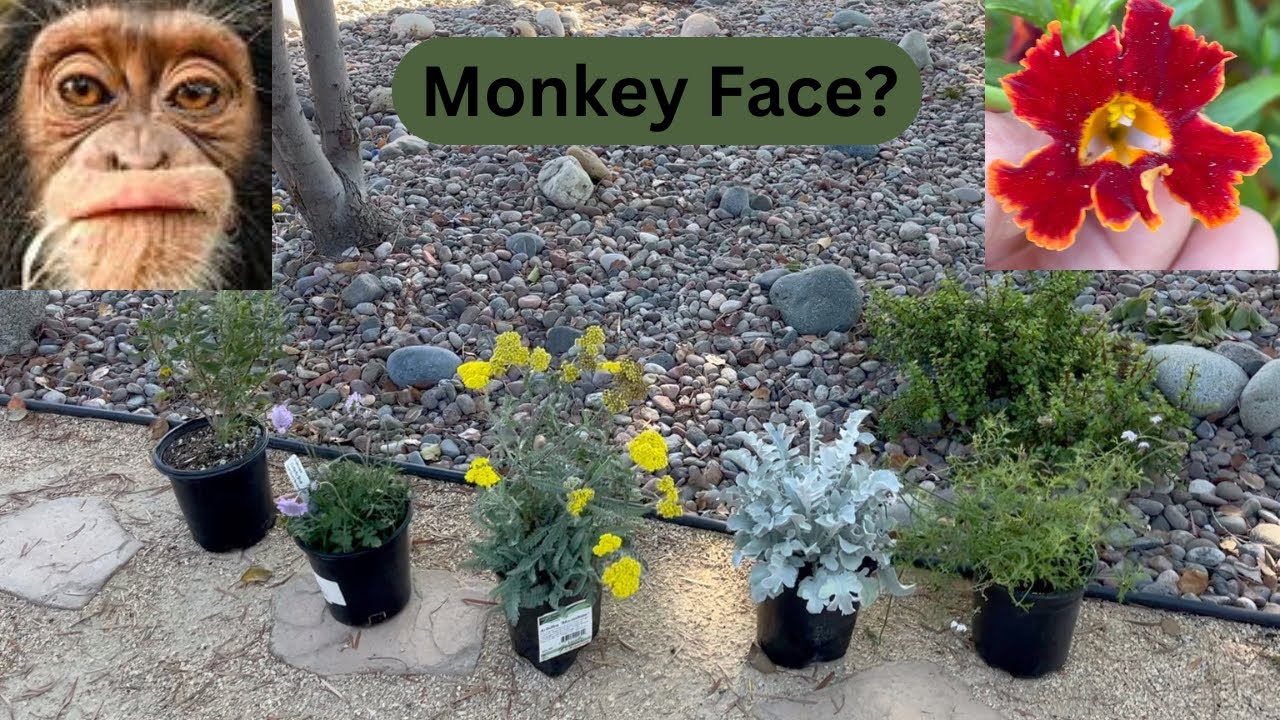 Waterwise Landscaping and Planting Native Plants in a Dry Creek Bed #Rockgarden