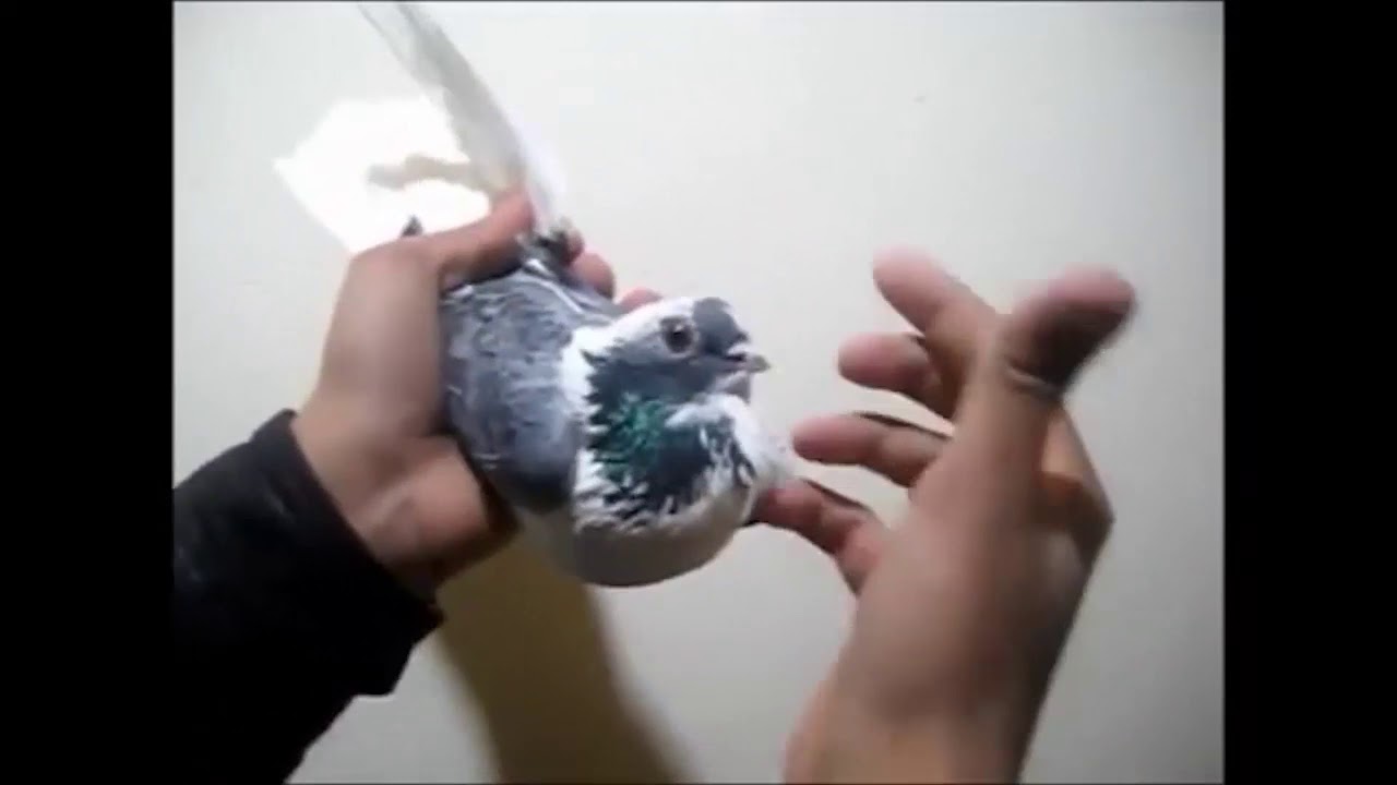 تقليب ابلق بنفسجي مع كبار الغوايه فى مصر Loft pigeon Egyptian