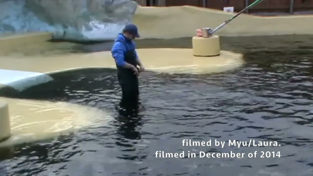 Bruinvisbaai Harbor Porpoise presentation & SOS Dolfijn at Dolfinarium in Harderwijk