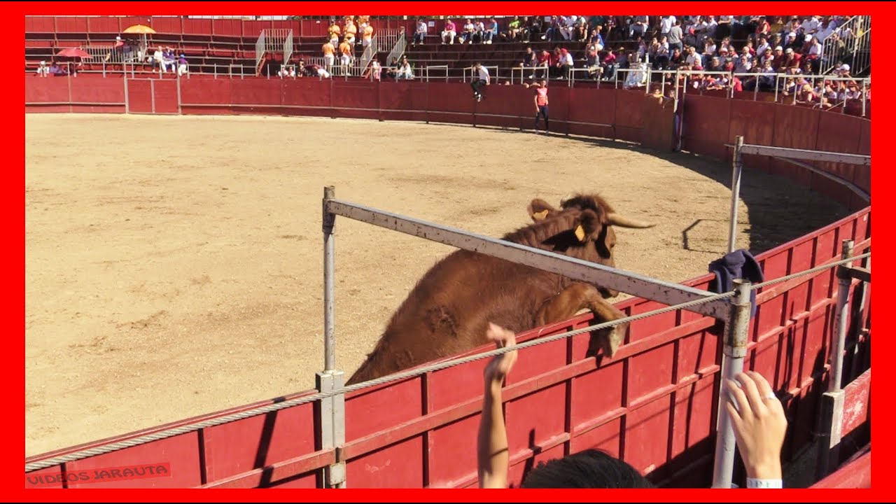 &Aacute;GREDA ( SORIA ) MATINAL VACAS EN PLAZA ( LUNES 2 OCTUBRE 2023 ) GANAD.ARRIAZU