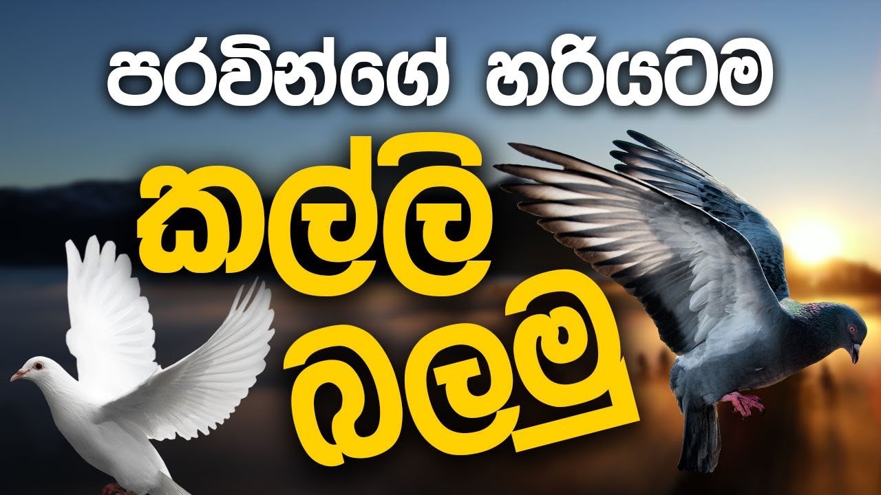 නිවැරදිව පරවියන්ගේ කල්ලි බලමු #pigeon #paravi #pigeonvideo #indianpigeon #පරවියන් #sinhala