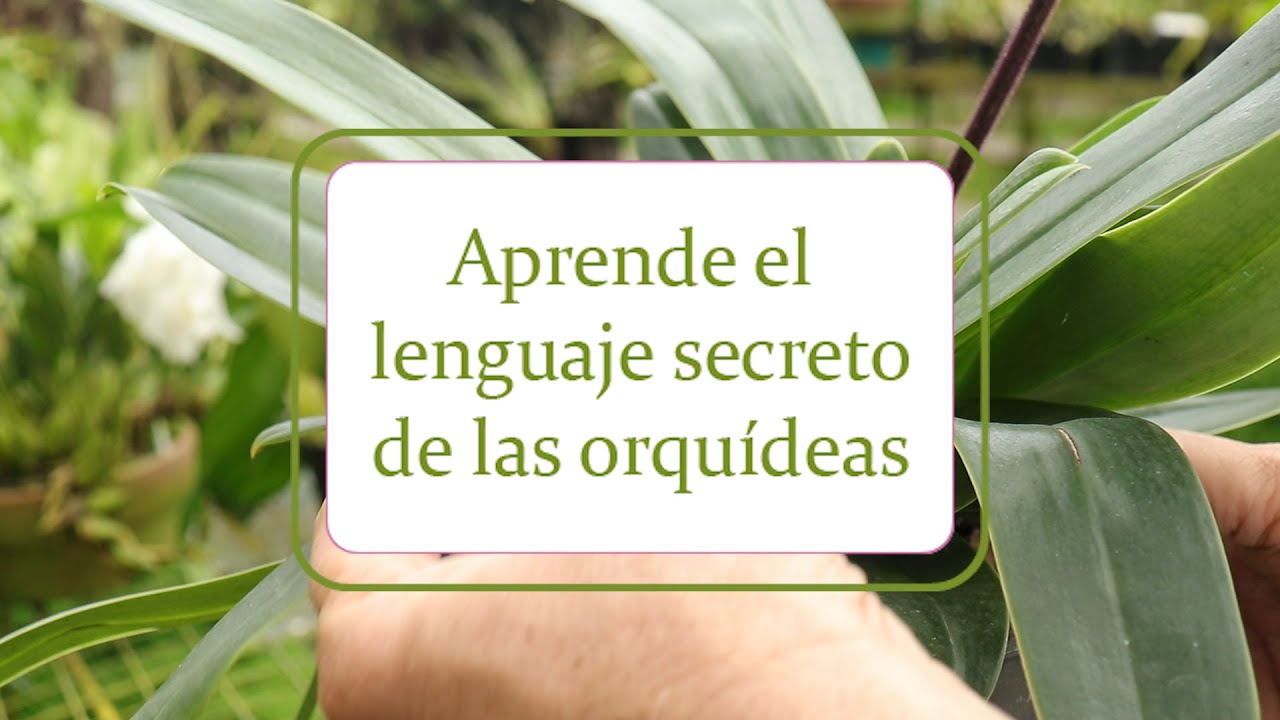 Aprende el lenguaje secreto de las orquídeas | Alma del bosque