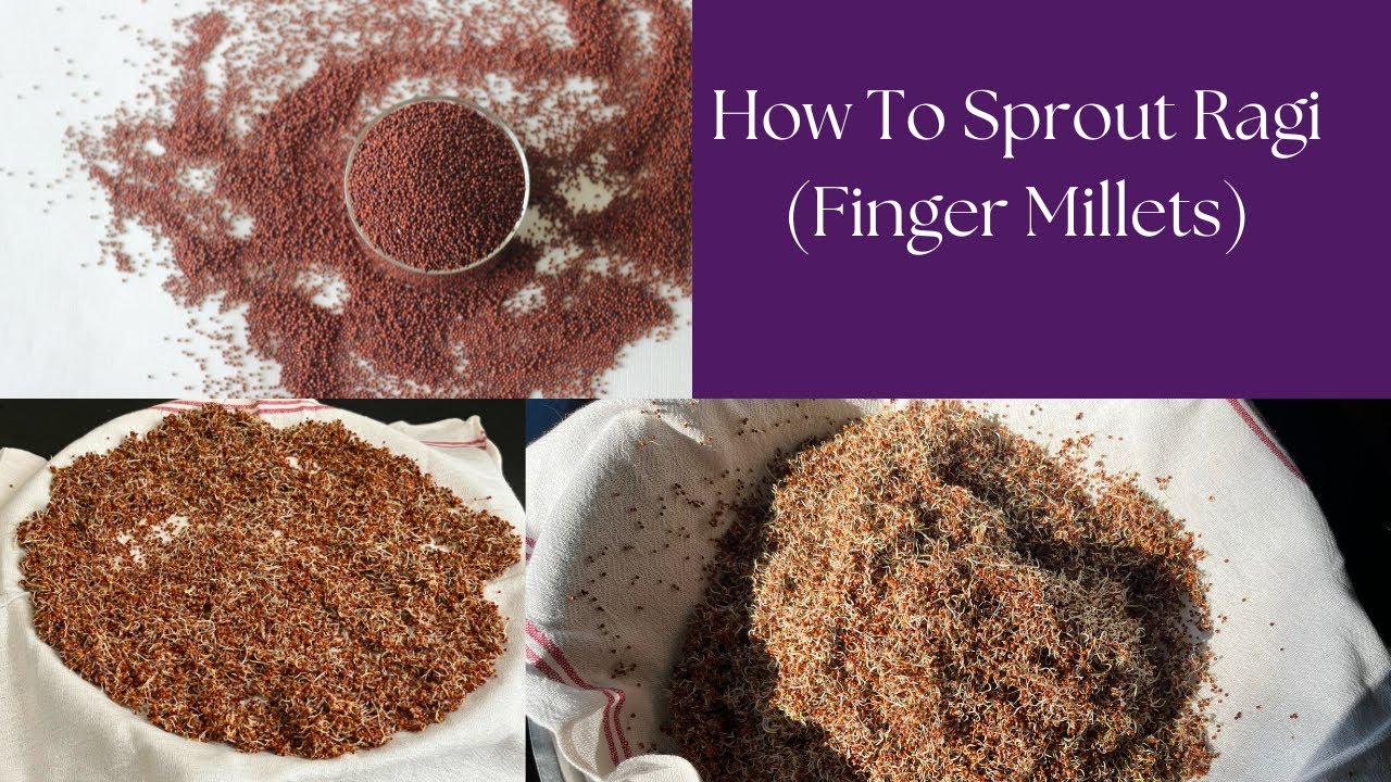 How to sprout ragi millet |sprout finger MIllet