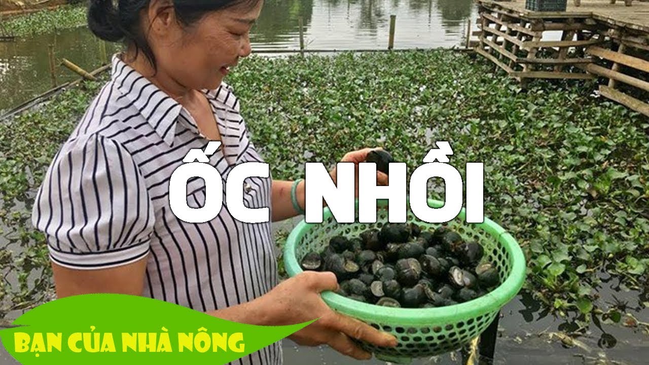 Nuôi Ốc Nhồi sao cho hiệu quả? Câu hỏi không dễ cho ai muốn khởi nghiệp