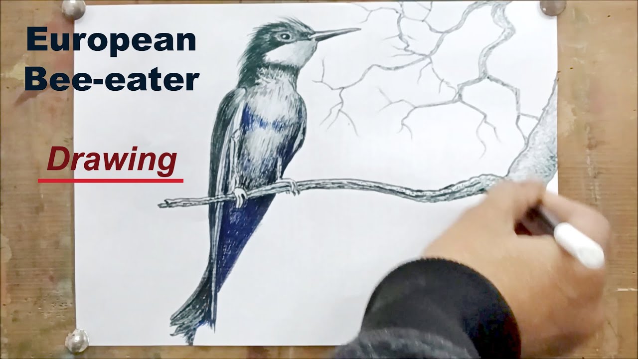 How to draw European Bee-eater bird step by step for beginners