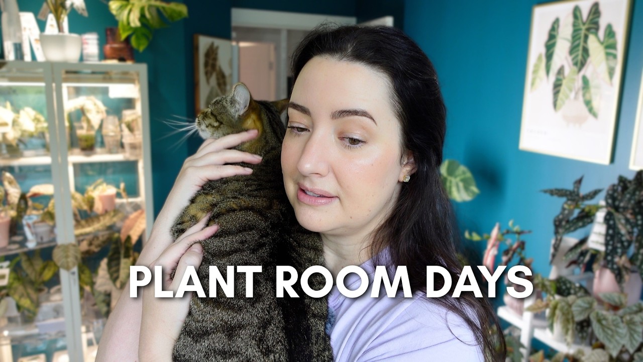 A couple days in my plant room 🌿 new growth, watering, & Alocasia repots 🌱