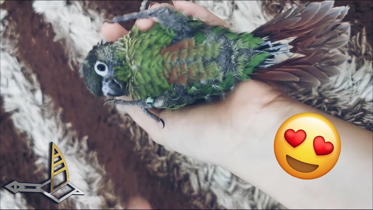 😍❤ مراحل نمو ببغاء الكنيور من الصغر الى الطيران ( جرين شيك )
