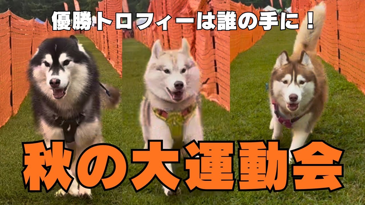 【秋の大運動会】優勝トロフィーゲットなるか…⁉️ #アウトドアドッグフェスタ#八ヶ岳アウトドアドッグフェスタ