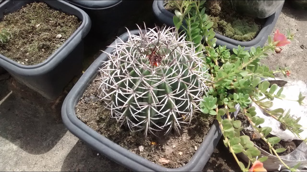 Como Plantar Cacto Coroa de Frade (Melocactus)
