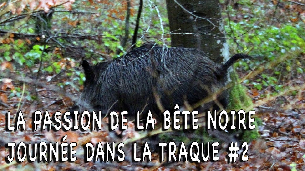 La passion de la b&ecirc;te noire Journ&eacute;e dans la traque  part 2