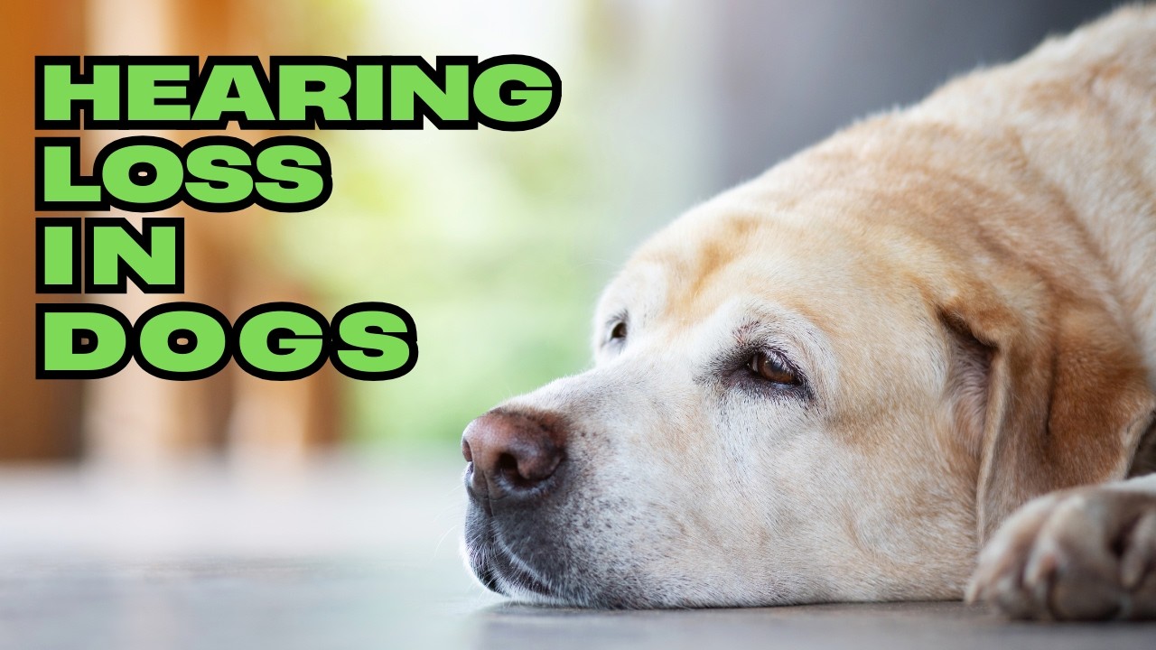 Is my dog going DEAF? Hearing Loss: Causes, Signs, & Lifestyle Changes