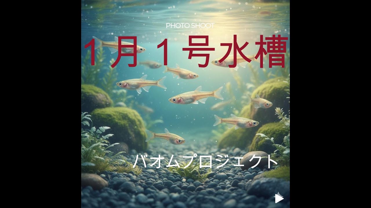 リラックス 音楽、メダカと共に癒されてください（１月１号水槽）