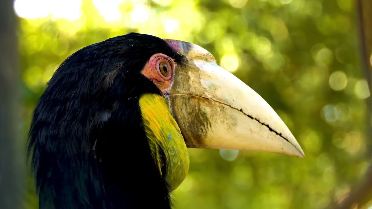 20 Hinos Cantados CCB para Acalmar a Alma e Fortalecer a Fé