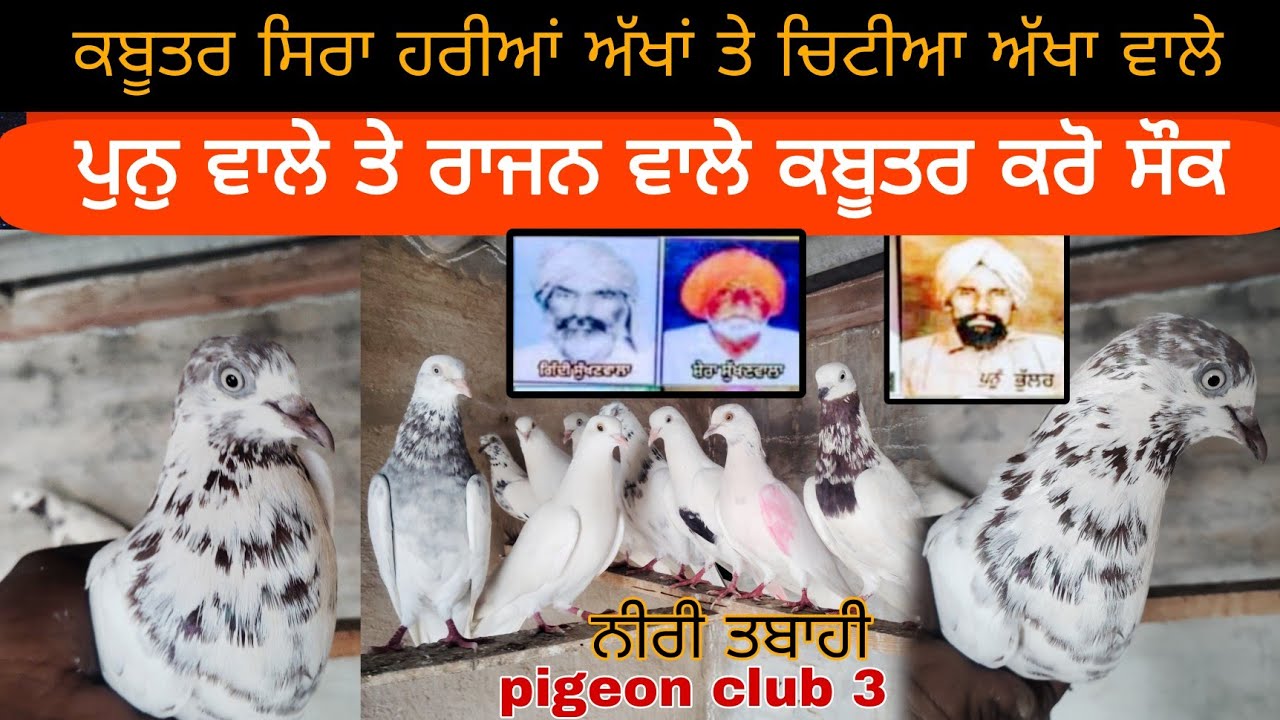 ਕਬੂਤਰ ਸਿਰਾ ਹਰਿਆ ਅੱਖਾਂ ਵਾਲੇ ਤੇ ਚਿੱਟੀਆ ਅੱਖਾਂ ਵਾਲੇ ਪੁੰਨੂੰ ਉਸਤਾਦ ਅਤੇ rajan wale kabootar 