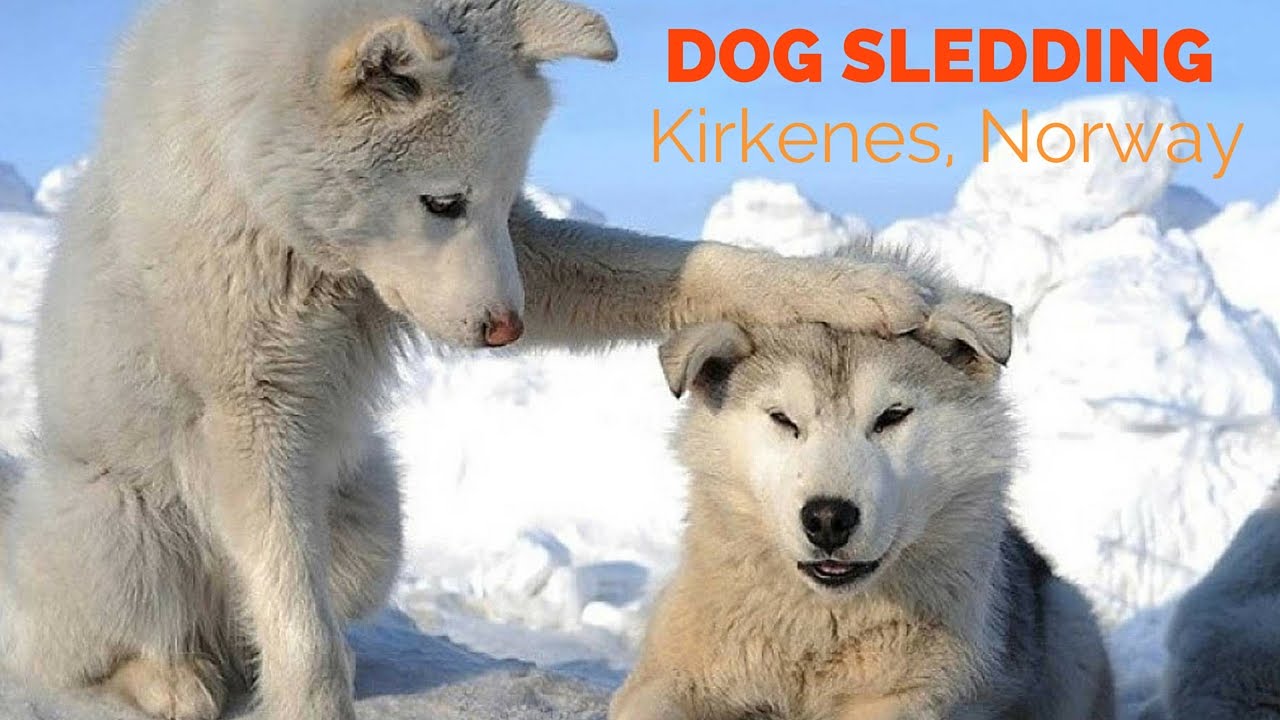 Dog Sledding in Kirkenes, Norway