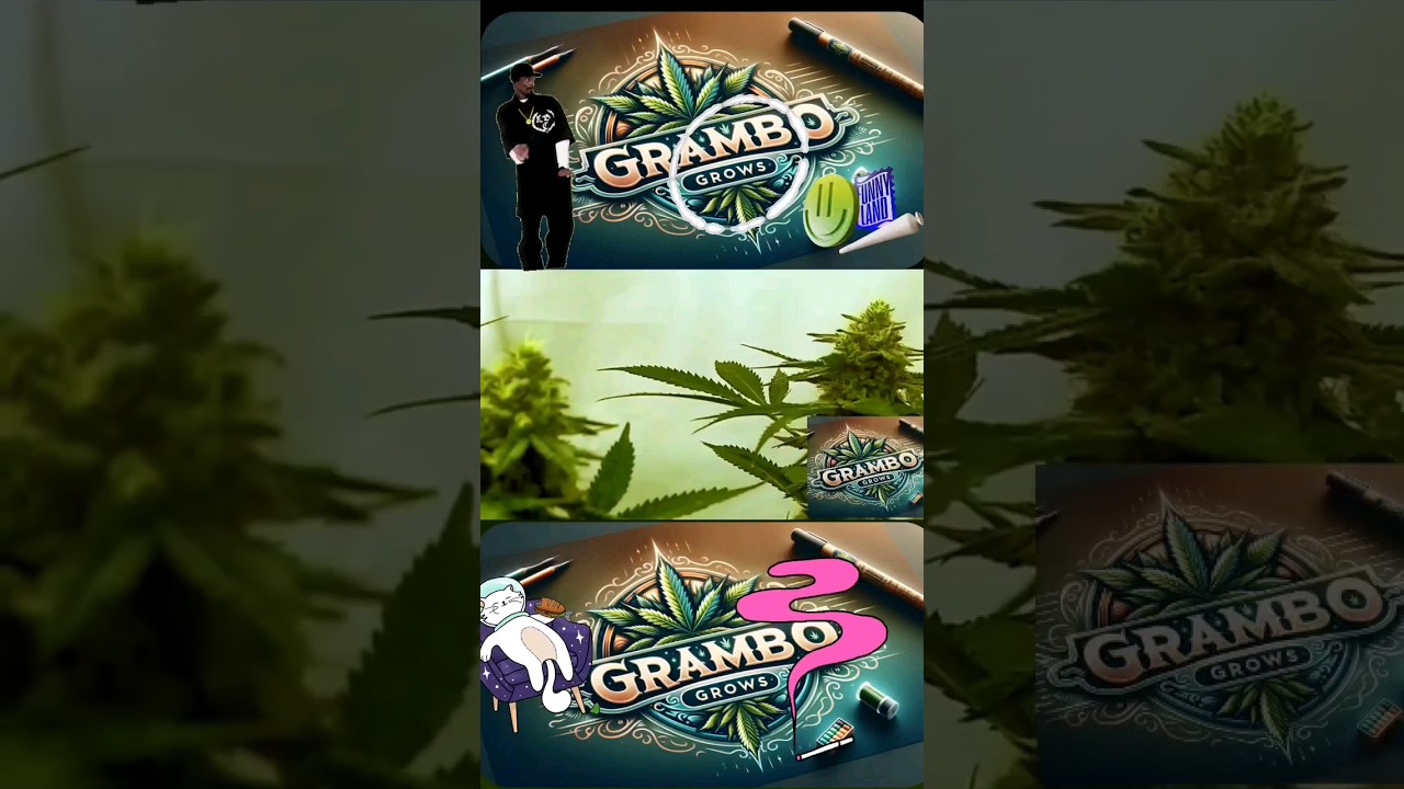 CannaGrowing Entertainment: GRAMBO GROWS