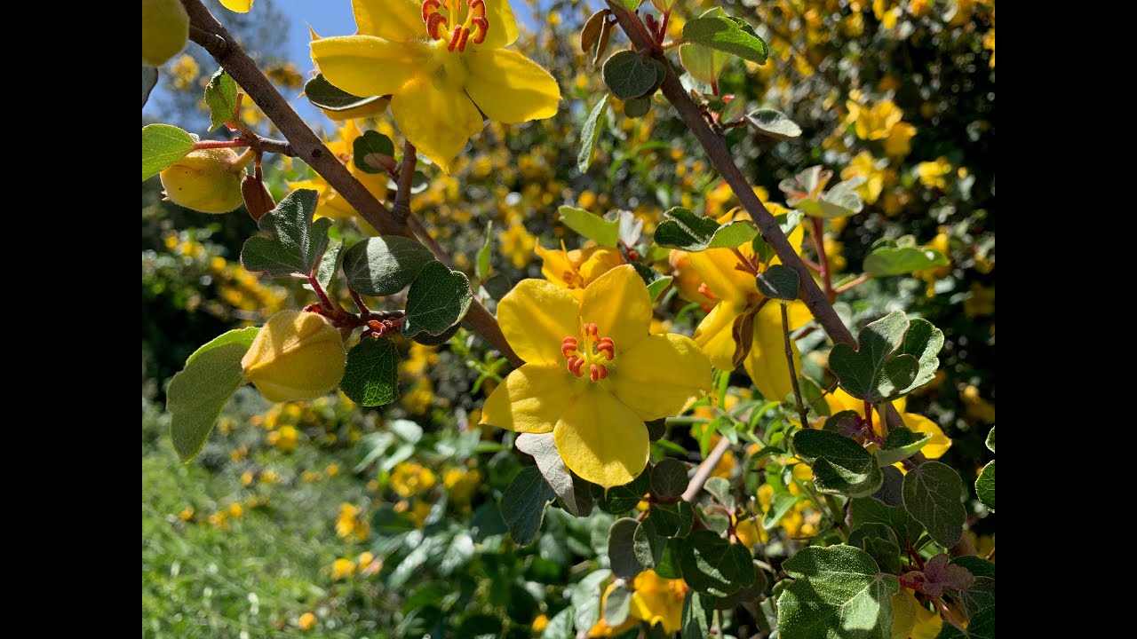 Fremontodendron californicum (flannelbush)