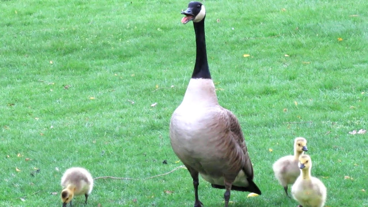 Canada Geese & Goslings vs Dogs Defending Behavior