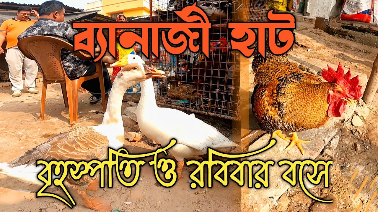 Pet market - Banerjee Hat Bird market 2022।