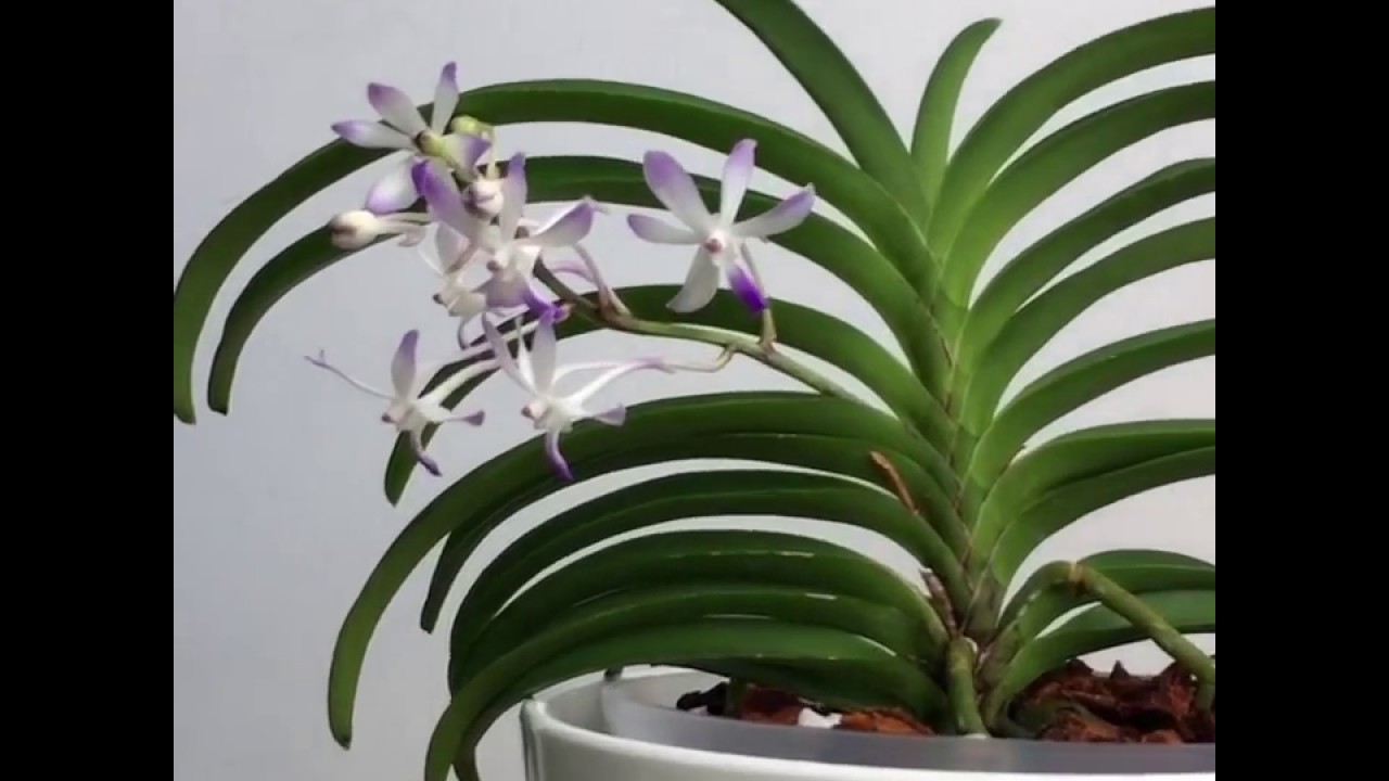 Neostylis Lou Sneary 'Bluebird'