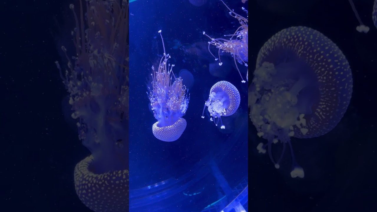 Beautiful jellyfish #newzealandvlog #sinhalavlogs