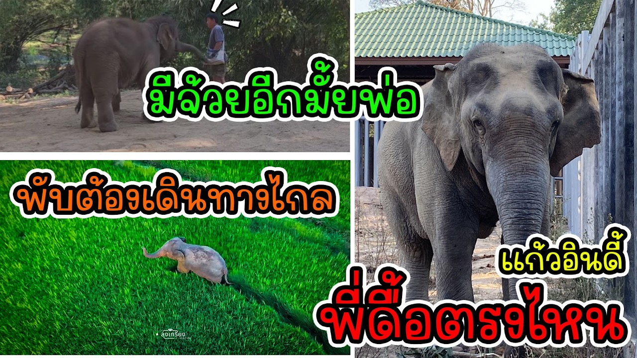 อัปเดตแก้วอินดี้ ชีวิตวันนี้เปลี่ยนเพราะนุด สีดอหูพับตายเพระนุด & ส้มจุกมีนาชีวิตที่มนุษย์ขีดเส้นให้
