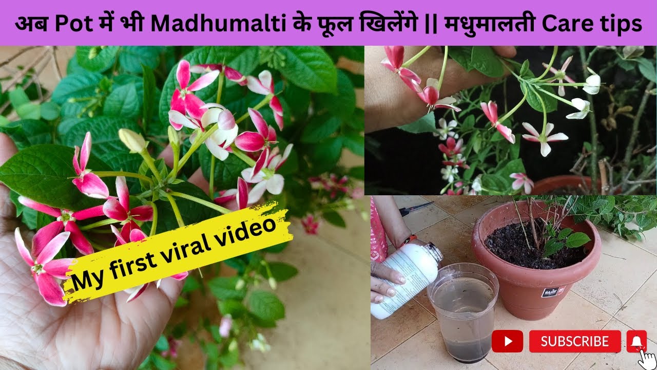 मधुमालती Care tips || Soil के PH Level को कैसे बनाएं ( balance करें) || Full blooms in Madhumalti